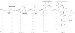 Sphingolipid – Definition, Structure, Types, Functions
