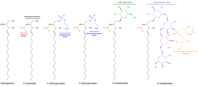 Sphingolipid – Definition, Structure, Types, Functions
