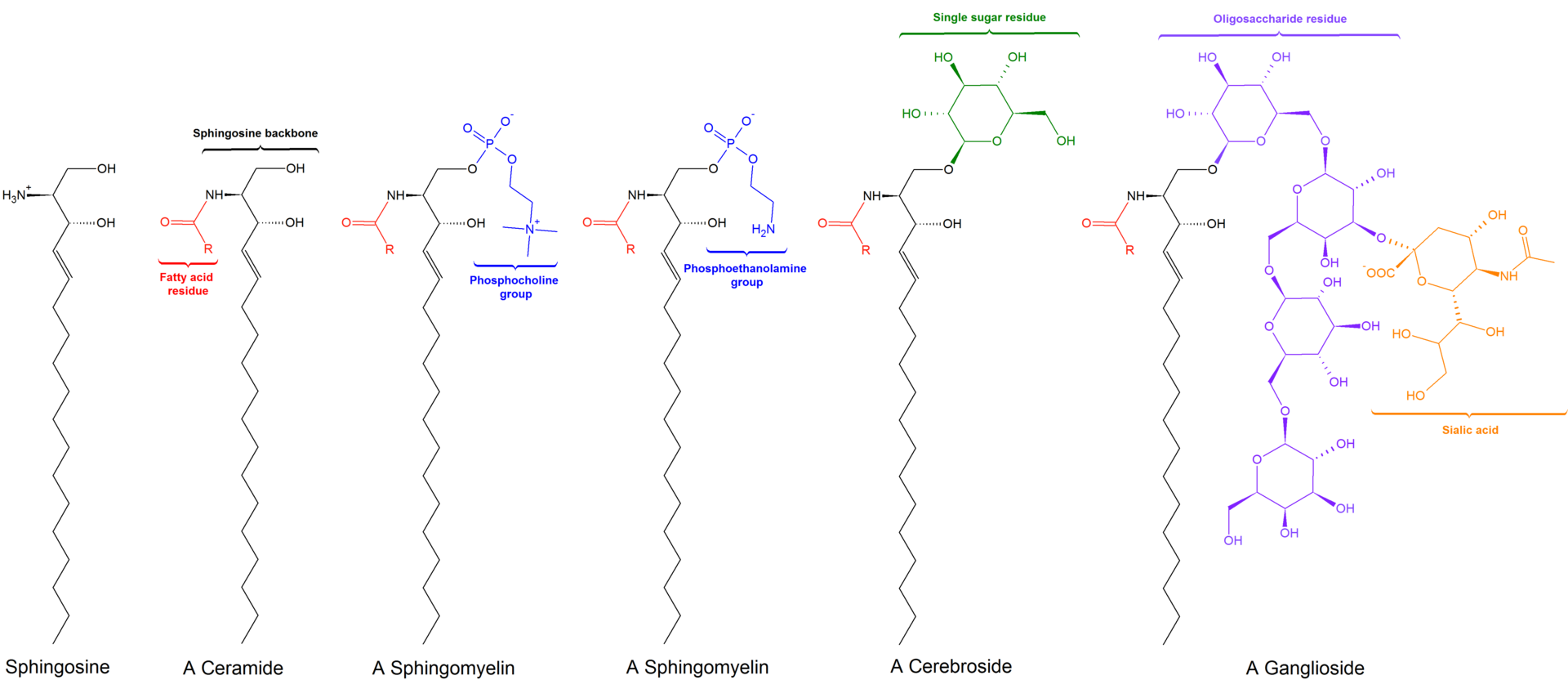 Sphingolipid – Definition, Structure, Types, Functions