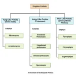 Kingdom Protista - Characteristics, Classification, Reproduction, Life Cycle, Examples