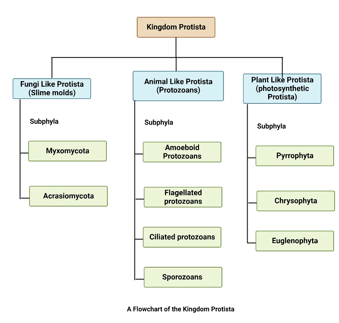 Kingdom Protista - Characteristics, Classification, Reproduction, Life Cycle, Examples