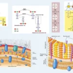 Bacterial cell wall structure and Composition.