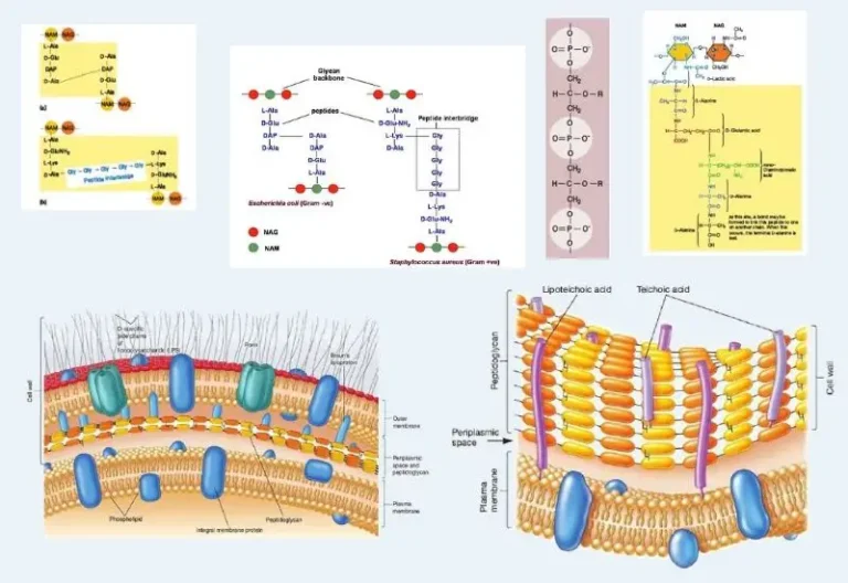 Bacterial cell wall structure and Composition.