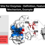 Active Site For Enzymes - Definition, Features, Mechanism, Example