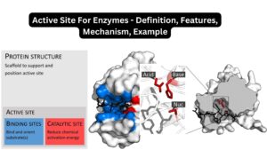 Active Site For Enzymes – Definition, Features, Mechanism, Example