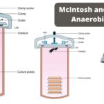 McIntosh and Fildes’ Anaerobic Jar Principle, Procedure