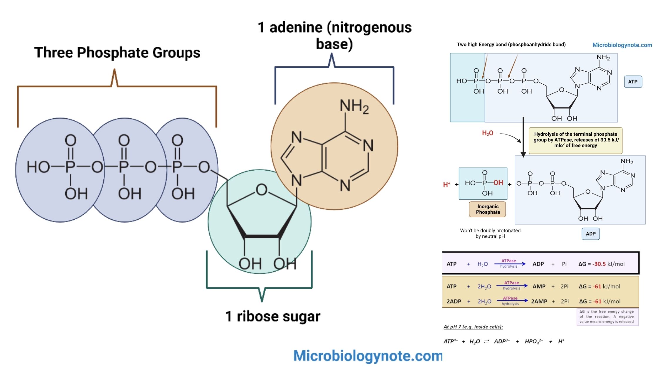 Adenosine triphosphate (ATP) Structure, Synthesis, Functions