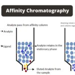 Affinity chromatography Principle, Types, Steps, Applications