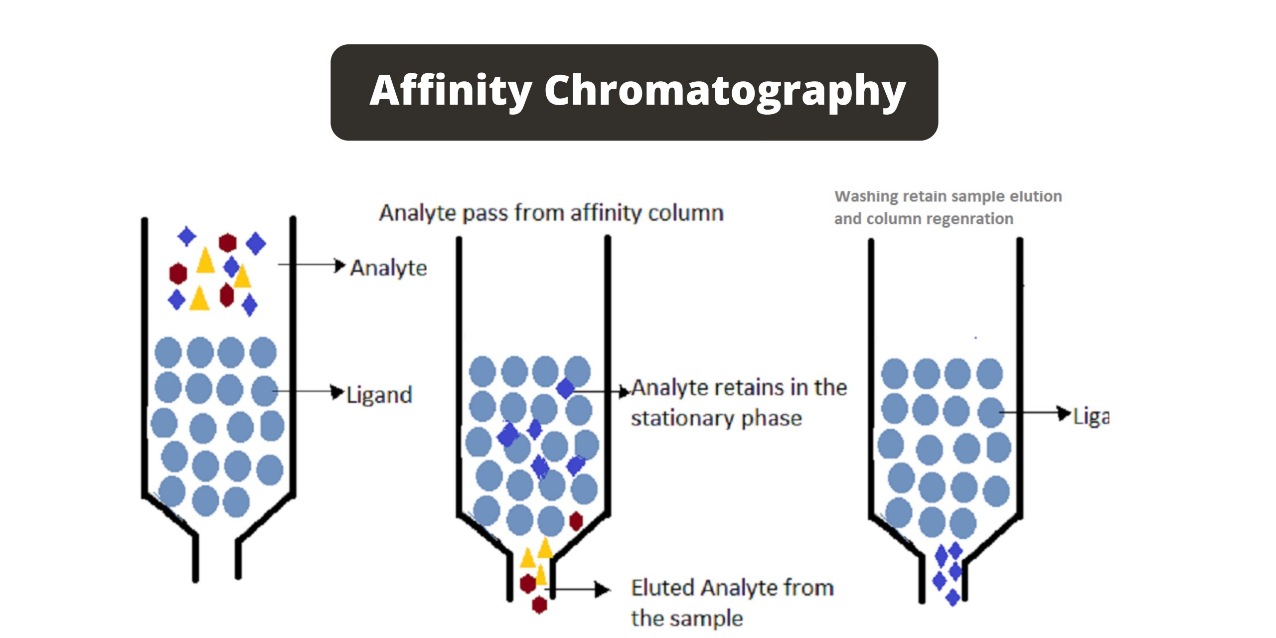 Affinity chromatography Principle, Types, Steps, Applications