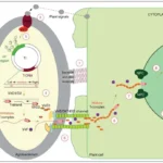 Agrobacterium-Mediated Gene Transfer - Mechanism, Applications, Advantages