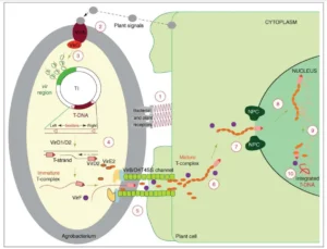 Agrobacterium-Mediated Gene Transfer – Mechanism, Applications, Advantages