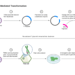 Agrobacterium-Mediated Transformation