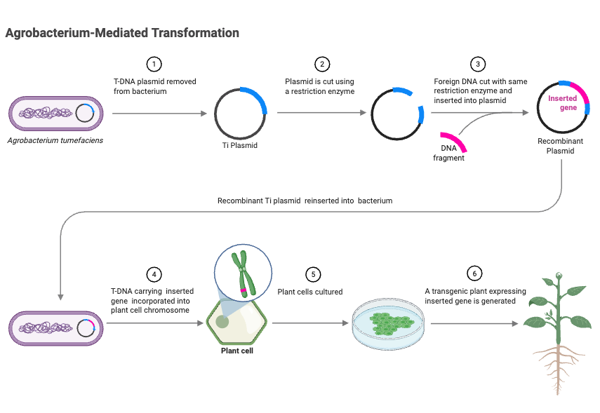 Agrobacterium-Mediated Transformation