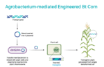 Agrobacterium-Mediated Gene Transfer - Protocol, Applications ...