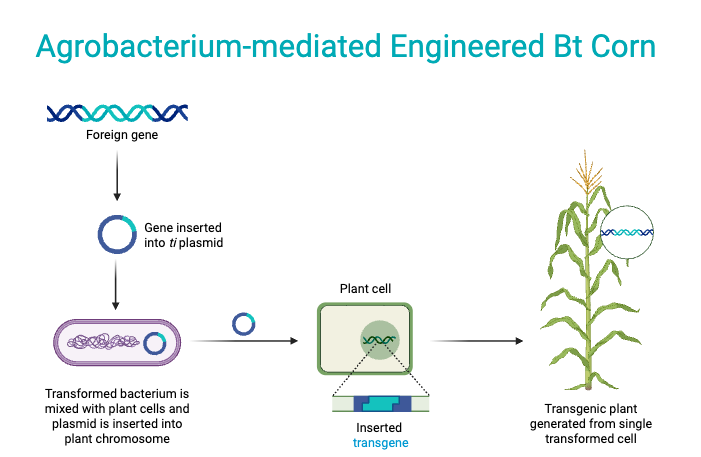 Agrobacterium-mediated Engineered Bt Corn