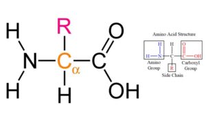 Amino Acid Formula