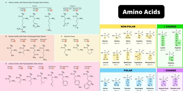 Amino Acids Physical Properties, Structure, Classification, Functions