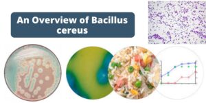 Bacillus cereus – Habitat, Morphology, Pathogenicity, Virulence Factors