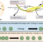 Anabolism - Definition, Stages, Functions, Regulation, Examples