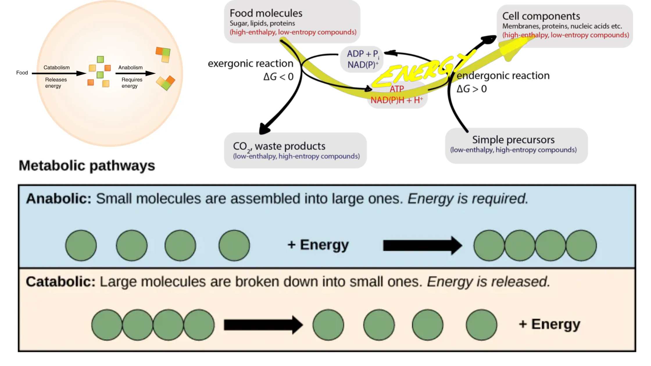 Anabolism - Definition, Stages, Functions, Regulation, Examples