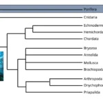 Phylum Porifera: Definition, General Characteristics, Classification, Structure, Reproduction