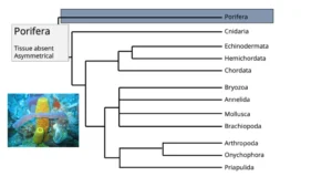 Phylum Porifera – Definition, General Characteristics, Classification, Structure, Reproduction