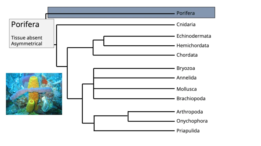 Phylum Porifera: Definition, General Characteristics, Classification, Structure, Reproduction