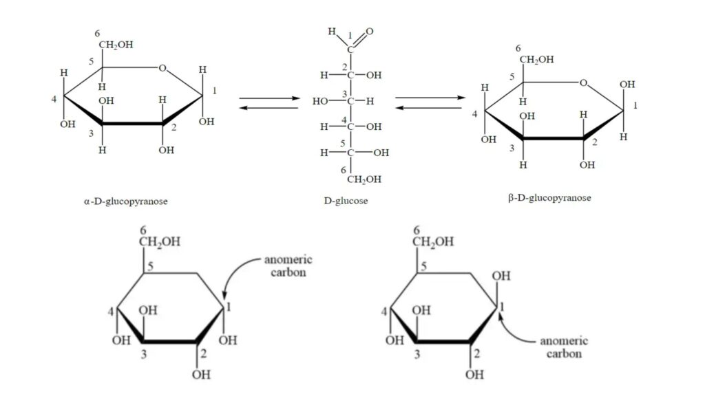 Anomer of Glucose - Biology Notes Online