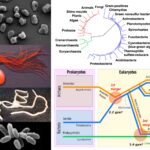 Archaea - Definition, Habitat, Characteristics, Importance, Examples