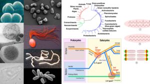 Archaea – Habitat, Structure, Characteristics, Importance, Examples