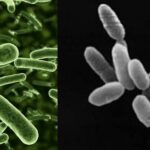 Archaebacteria Definition, Types, Characteristics, Structure, Examples