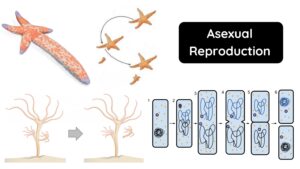 Asexual Reproduction in bacteria – Definition, Types, Advantages, Disadvantages