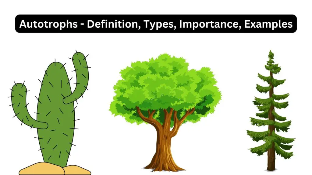 Autotrophs - Definition, Types, Importance, Examples - Biology Notes Online