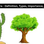 Autotrophs - Definition, Types, Importance, Examples