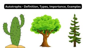 Autotrophs – Definition, Types, Importance, Examples