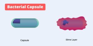 Bacterial Capsule – Definition, Functions, Composition, Types, Demonstration, and examples.