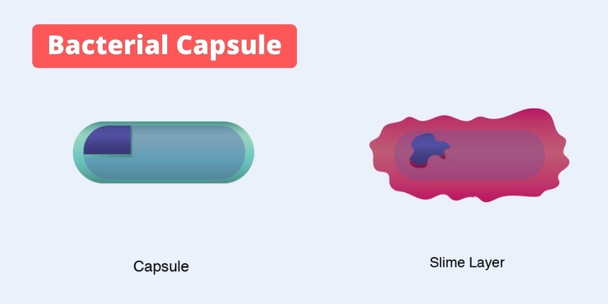 Bacterial Capsule - Definition, Functions, Composition, Types, Demonstration, and examples.