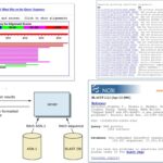 BLAST - Definition, Types, Characteristics, Outputs, Applications