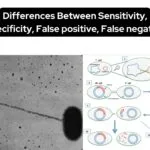Bacterial Conjugation - Definition, Steps, Methods