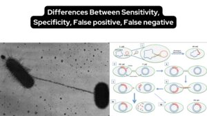 Bacterial Conjugation – Definition, Steps, Importance Examples