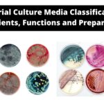 Bacterial Culture Media Classification, Ingredients, Functions and Preparation.