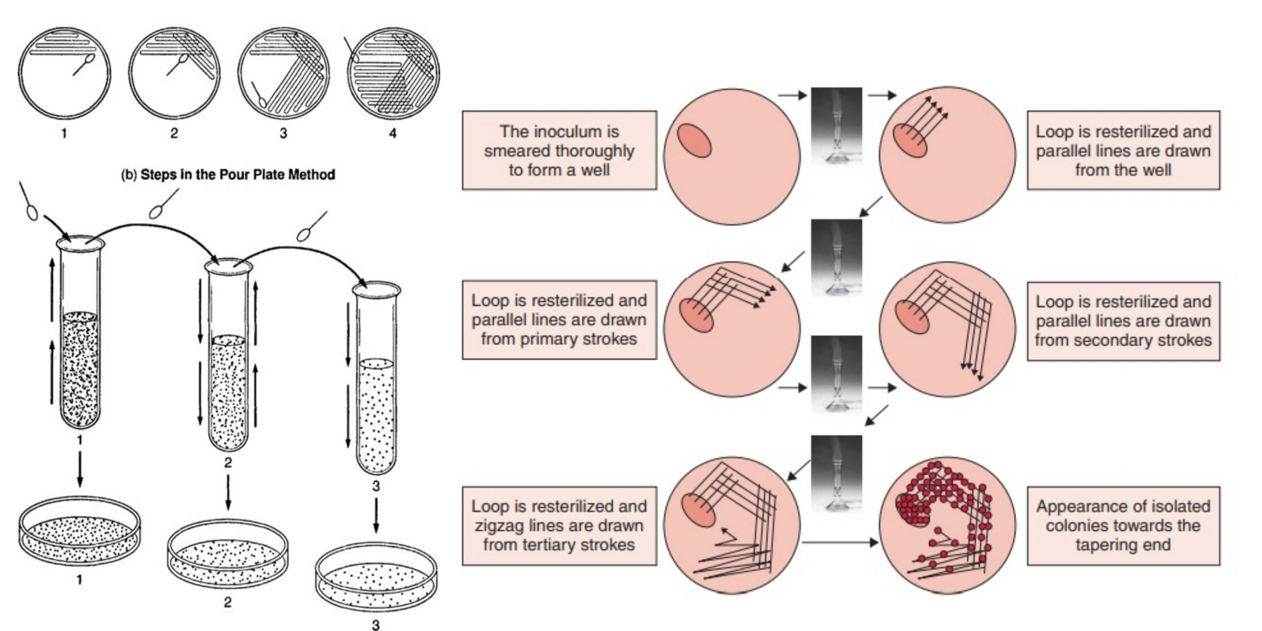 Bacterial Culture Technique