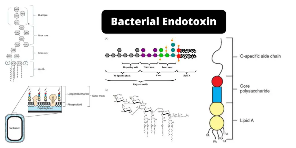 Endotoxin - Definition, Examples, Structure, Virulence Mechanism ...