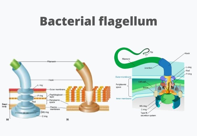 Flagella - Definition, Structure, Types, Functions, Rotation, Examples