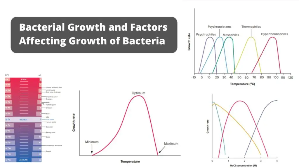 Bacterial Growth and Different Environmental Factors Affect Bacterial ...