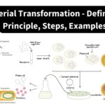 Bacterial Transformation - Definition, Principle, Steps, Examples