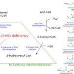 Beta-oxidation of Fatty Acid - Definition, Steps, Importance