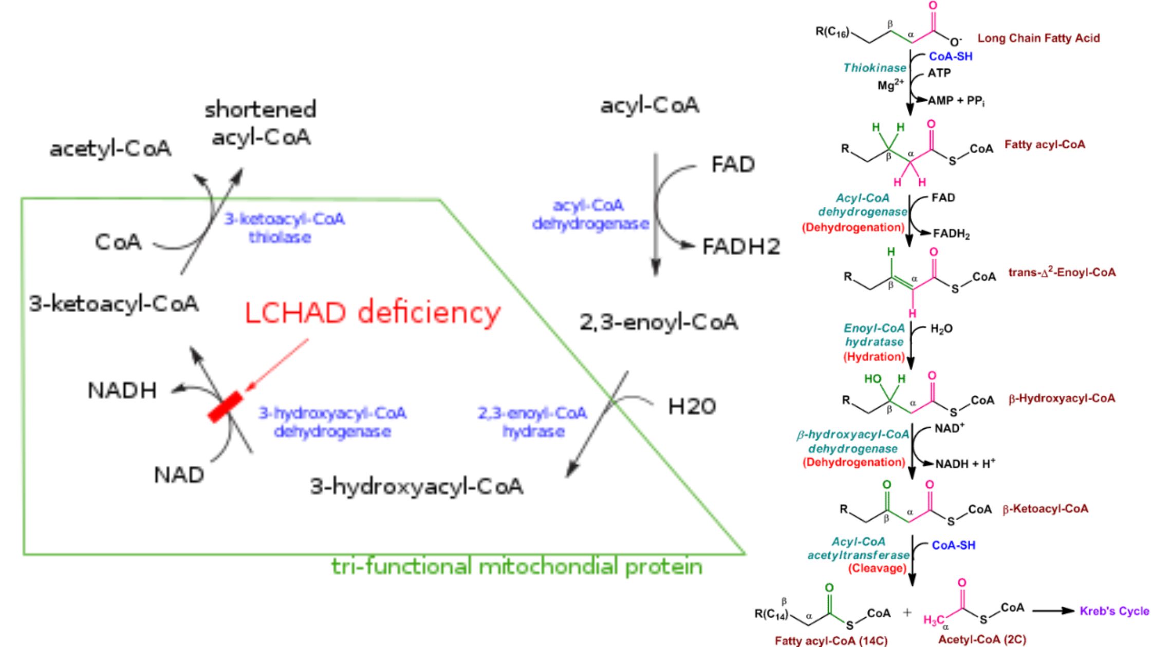 Beta-oxidation of Fatty Acid - Definition, Steps, Importance