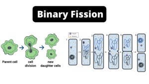 Binary fission – Definition, Types, Steps, Examples