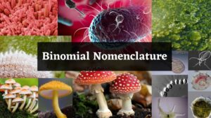 Binomial Nomenclature – Definition, Rules, Examples, Advantages, Disadvantages